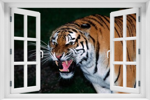 Fototapeta Naklejka Na Ścianę Okno 3D - Siberian Tiger, panthera tigris altaica, Adult snarling