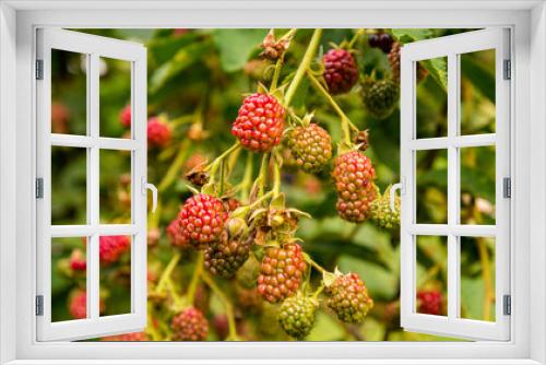 Fototapeta Naklejka Na Ścianę Okno 3D - unripe Blackberry growing in August