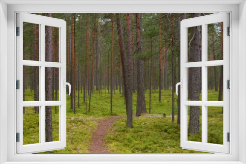 Fototapeta Naklejka Na Ścianę Okno 3D - Path in pine forest.