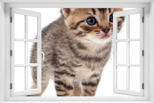 Fototapeta Naklejka Na Ścianę Okno 3D - One little kitten.