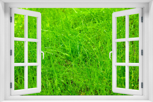 Fototapeta Naklejka Na Ścianę Okno 3D - Green lawn background. Green grass in spring close-up. Bright green natural background.