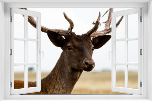 Fototapeta Naklejka Na Ścianę Okno 3D - Fallow - Head of male of fallow deer. Dama dama - Beautiful natural grassland with animals.
