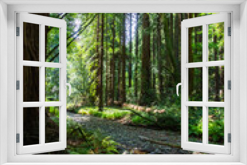 Fototapeta Naklejka Na Ścianę Okno 3D - Redwood Forest, Northern California 