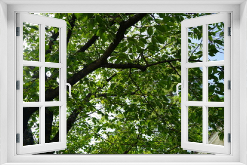 Fototapeta Naklejka Na Ścianę Okno 3D - 新緑のイメージ　美観地区