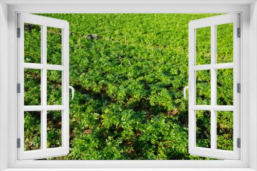 Fototapeta Naklejka Na Ścianę Okno 3D - Closeup of organic green leaf parsley on plantation at vegetable farm. Harvest time