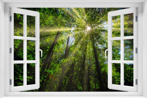 Fototapeta Naklejka Na Ścianę Okno 3D - sun rays in green forest 