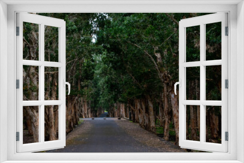 Fototapeta Naklejka Na Ścianę Okno 3D - 
Road through the forest in Mauritius