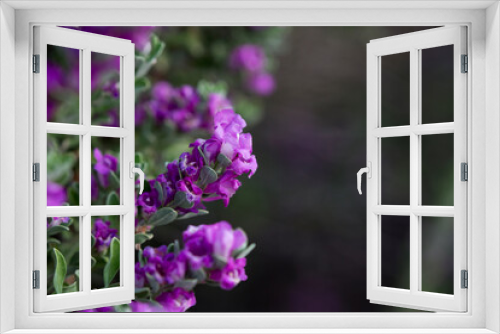 Fototapeta Naklejka Na Ścianę Okno 3D - Blossoming sprigs of rose purple Texas Sage