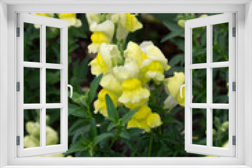 Fototapeta Naklejka Na Ścianę Okno 3D - Yellow Snap Dragons in a Garden