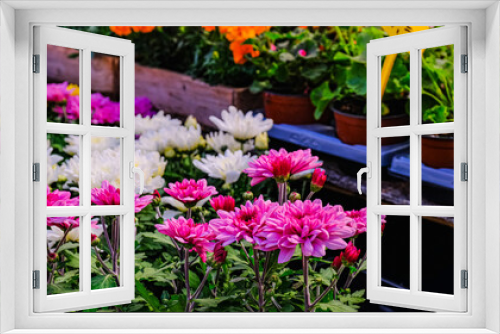 Fototapeta Naklejka Na Ścianę Okno 3D - garden chrysanthemums in a flower market. Decorative flowers in a greenhouse