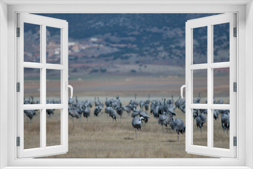 Fototapeta Naklejka Na Ścianę Okno 3D - Common cranes Grus grus preening. Gallocanta Lagoon Natural Reserve. Aragon. Spain.