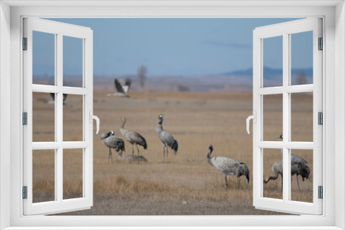 Fototapeta Naklejka Na Ścianę Okno 3D - Common cranes Grus grus. Gallocanta Lagoon Natural Reserve. Aragon. Spain.