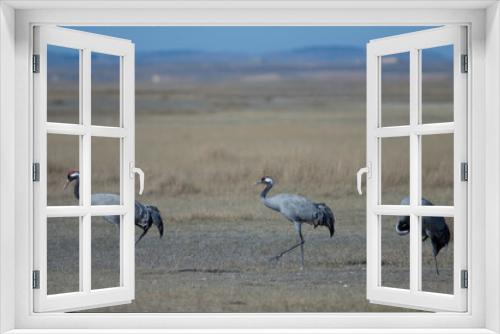 Fototapeta Naklejka Na Ścianę Okno 3D - Common cranes Grus grus. Gallocanta Lagoon Natural Reserve. Aragon. Spain.