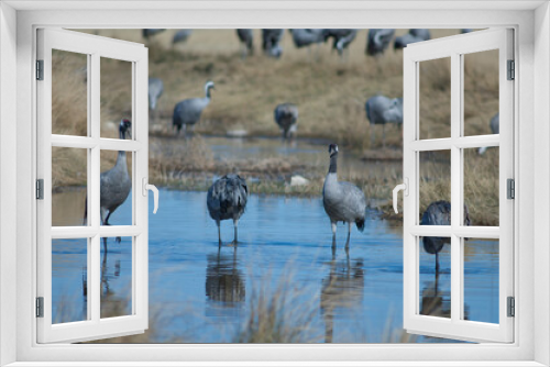 Fototapeta Naklejka Na Ścianę Okno 3D - Common cranes Grus grus in a lagoon. Gallocanta Lagoon Natural Reserve. Aragon. Spain.