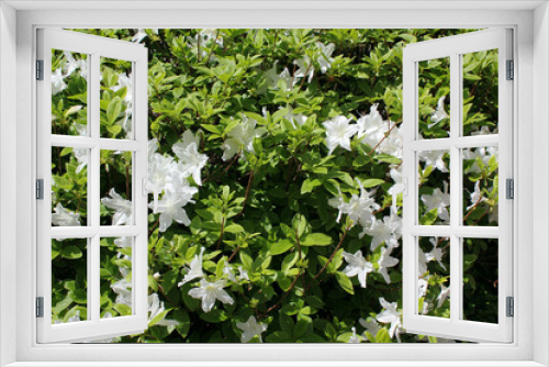 Fototapeta Naklejka Na Ścianę Okno 3D - close-up royal azalea blossoms . white  royal azalea blossoms . 