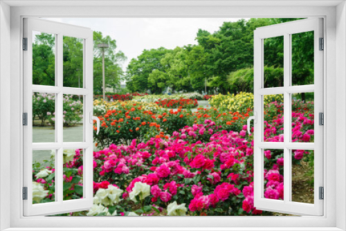 Fototapeta Naklejka Na Ścianę Okno 3D - バラの咲く公園の風景・尼崎市立農業公園