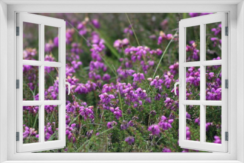 Fototapeta Naklejka Na Ścianę Okno 3D - Fleur sauvage