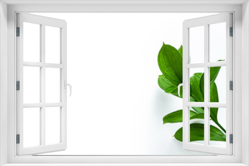 Fototapeta Naklejka Na Ścianę Okno 3D - 緑の葉　植物の背景素材
