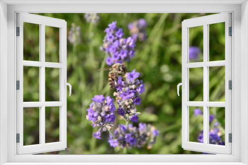 Fototapeta Naklejka Na Ścianę Okno 3D - lavender flowers in a field