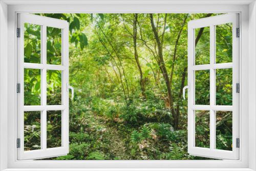 Fototapeta Naklejka Na Ścianę Okno 3D - Tropical Jungle view with lush vegetation in Seychelles
