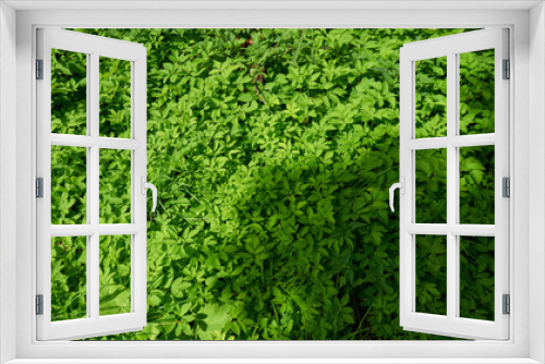 Fototapeta Naklejka Na Ścianę Okno 3D - texture of small green leaves of a bush. Young green grass. Eco-friendly space.