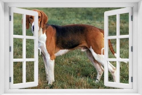 Fototapeta Naklejka Na Ścianę Okno 3D - Poitevin Dog, Male standing on Grass