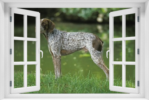 Fototapeta Naklejka Na Ścianę Okno 3D - French Pointing Dog, Male