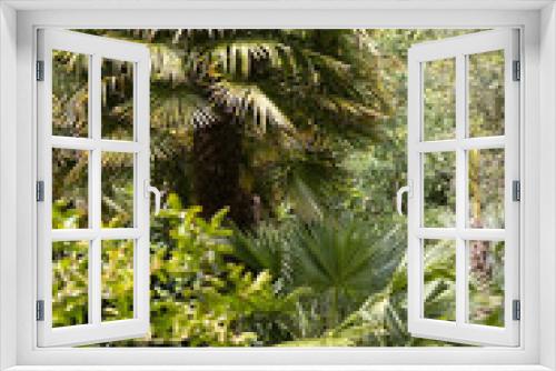 Fototapeta Naklejka Na Ścianę Okno 3D - View of a palm grove in a park