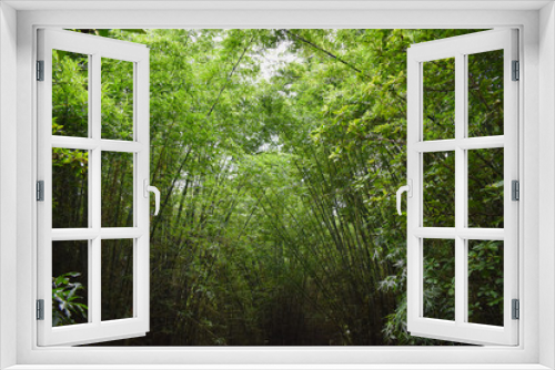 Fototapeta Naklejka Na Ścianę Okno 3D - green forest in the morning with bamboo trees