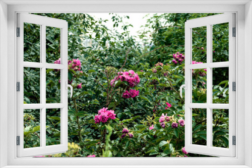 Fototapeta Naklejka Na Ścianę Okno 3D - Beautiful bush with rose flowers close up in the afternoon.