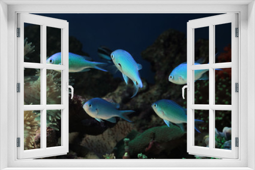 Fototapeta Naklejka Na Ścianę Okno 3D - Beautiful color marine fish, beautiful fish on the seabed and coral reefs
