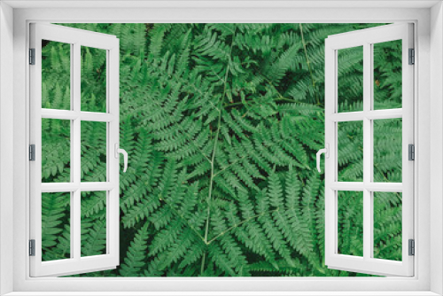 Fototapeta Naklejka Na Ścianę Okno 3D - fern leaf background