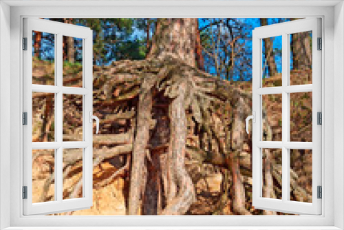 Fototapeta Naklejka Na Ścianę Okno 3D - Pine tree with huge roots in the forest