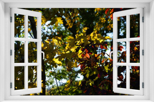 Fototapeta Naklejka Na Ścianę Okno 3D - Autumn colourful mix of red, yellow and green leaves on tree concept