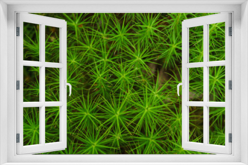 Fototapeta Naklejka Na Ścianę Okno 3D - background of green moss