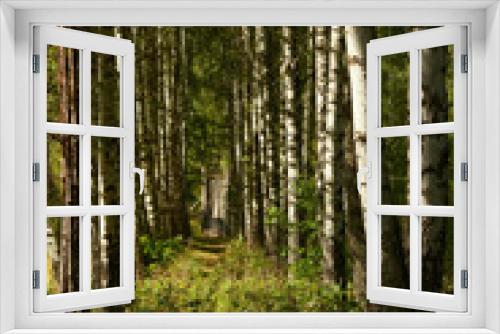 Fototapeta Naklejka Na Ścianę Okno 3D - Beautiful summer forest with various trees