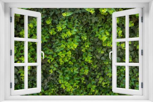 Fototapeta Naklejka Na Ścianę Okno 3D - evergreen Caucasian ivy that completely covered the surface of the wall. Bright green young shoots against the background of dark green leaves of old branches