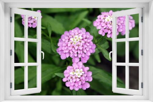 Fototapeta Naklejka Na Ścianę Okno 3D - Iberis flowers