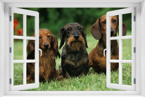 Fototapeta Naklejka Na Ścianę Okno 3D - Wire-Haired and Smoot-Haired and Long-Haired Dachshund standing on Lawn