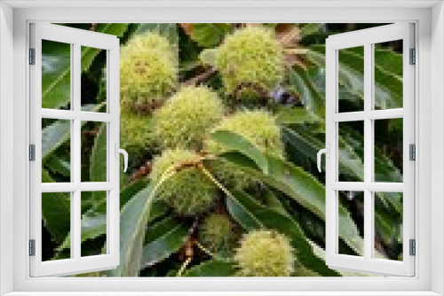 Fototapeta Naklejka Na Ścianę Okno 3D - Chestnut Bur, castanea sativa, on Chestnut Tree Branch