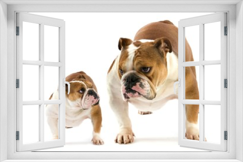 Fototapeta Naklejka Na Ścianę Okno 3D - English Bulldog, Females against White Background