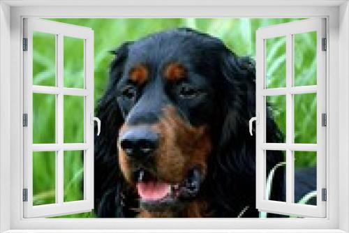 Fototapeta Naklejka Na Ścianę Okno 3D - Gordon Setter Dog, Portrait of Adult in Long Grass