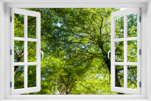 Fototapeta Naklejka Na Ścianę Okno 3D - Close-up lush green trees in the park