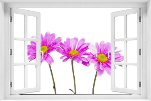 Fototapeta Naklejka Na Ścianę Okno 3D - chamomile flower isolated on white