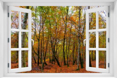 Fototapeta Naklejka Na Ścianę Okno 3D - panoramic view in forest with autumn colors