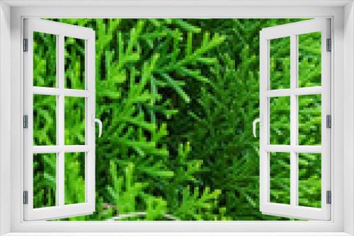 Fototapeta Naklejka Na Ścianę Okno 3D - selective focus on a green leaves of a plant