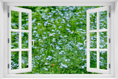 Fototapeta Naklejka Na Ścianę Okno 3D - Forget-me-not flowers in spring garden, macro photography