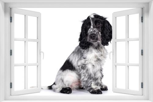 Fototapeta Naklejka Na Ścianę Okno 3D - Cute young blue roan Cockerspaniel dog / puppy, sitting up side ways. Looking beside camera with dark brown eyes. Isolated on white background.