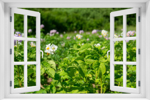Fototapeta Naklejka Na Ścianę Okno 3D - potato field in flowers