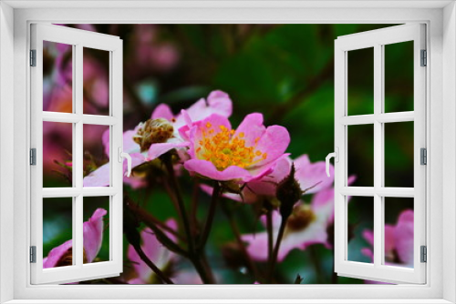 Fototapeta Naklejka Na Ścianę Okno 3D - Dog Rose blossoms (Rosa canina)